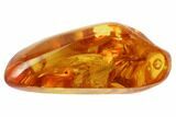 Detailed Fossil Caddisfly (Trichopterae) In Baltic Amber #102761-2